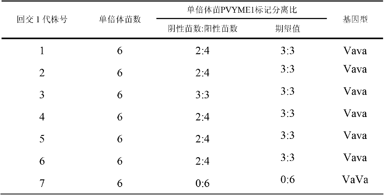 Method for identifying Va gene type of tobacco by detection of anther culture molecular markers