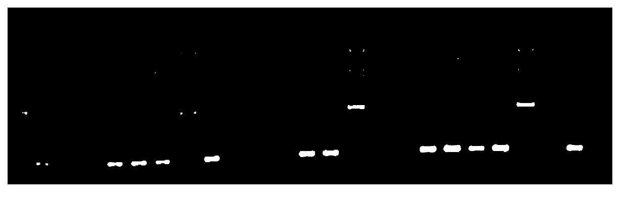 Method for identifying Va gene type of tobacco by detection of anther culture molecular markers