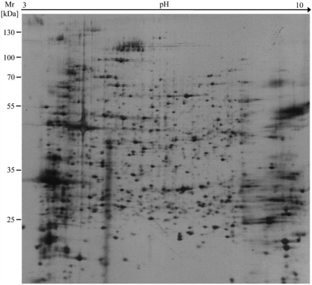 Molecular detection method of panonychus citri Mc Gregor response abamectin stress protein encoding gene