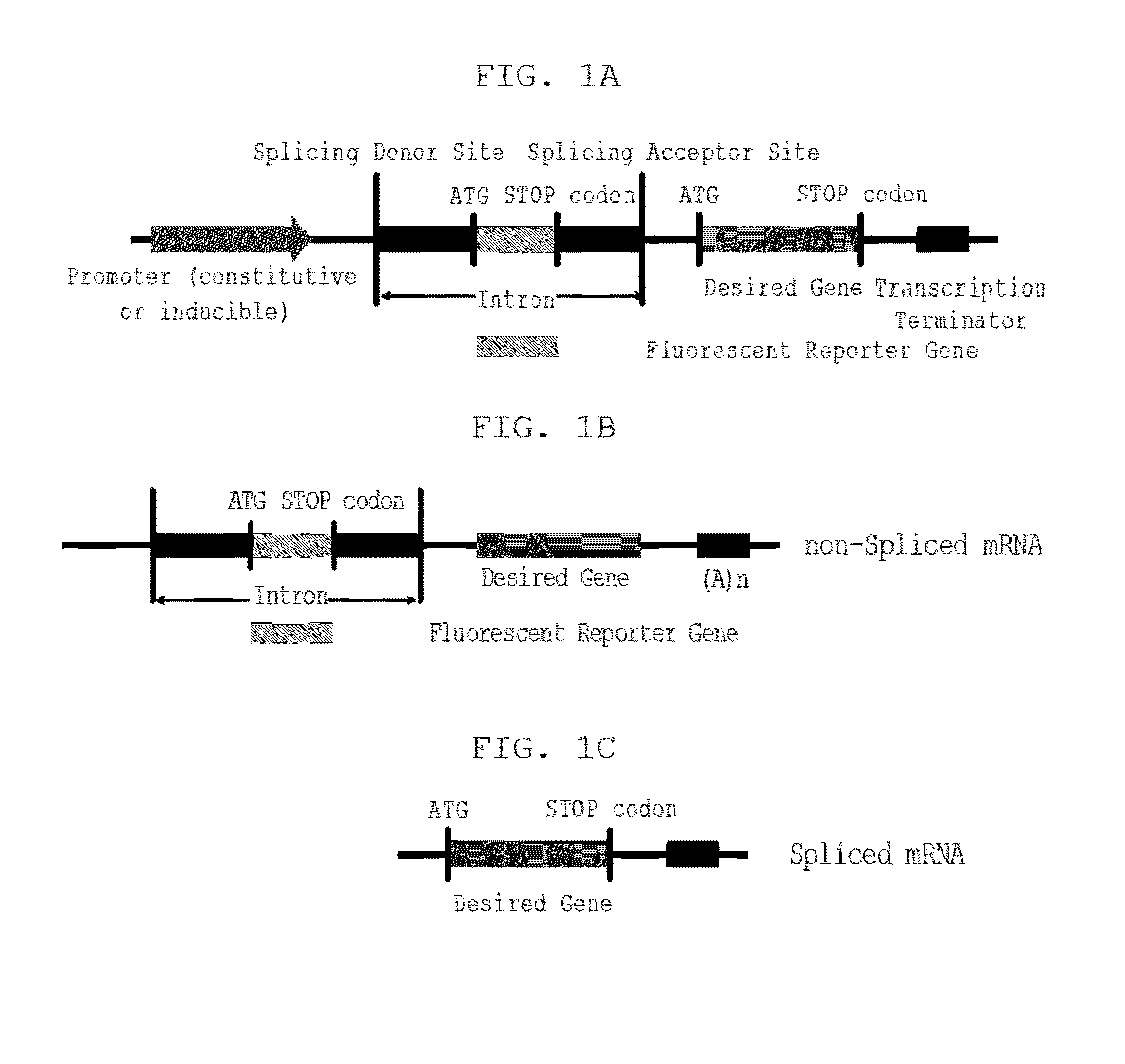 DNA construct and method for transgene expression