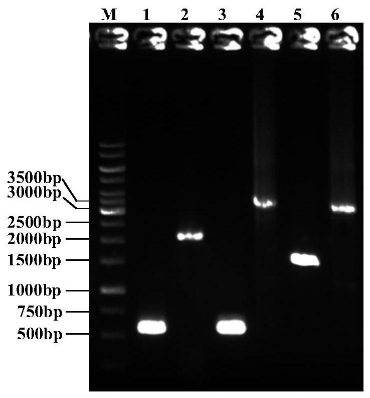 Escherichia coli genetically engineered bacterium and method for producing L-theanine by fermenting escherichia coli genetically engineered bacterium