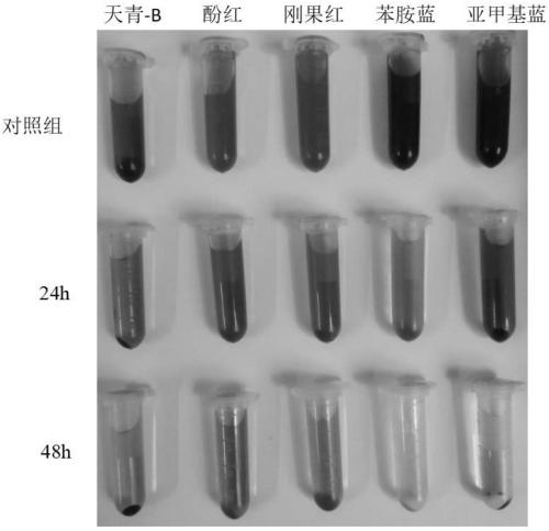 Preparation method and application of dye decolorizing complex microbial inoculant