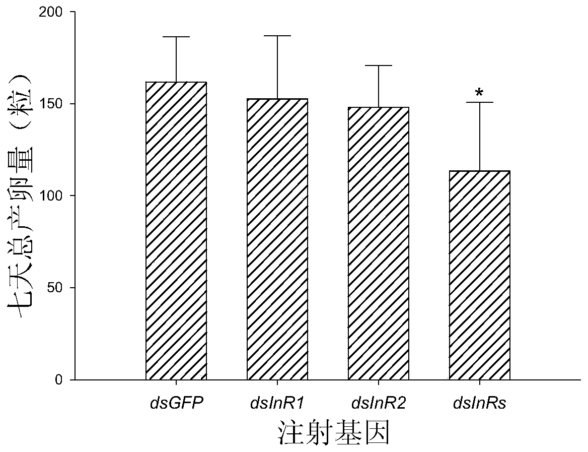 Application of NlInR gene of brown planthopper as target point in preparation of pesticide for preventing and treating brown planthopper