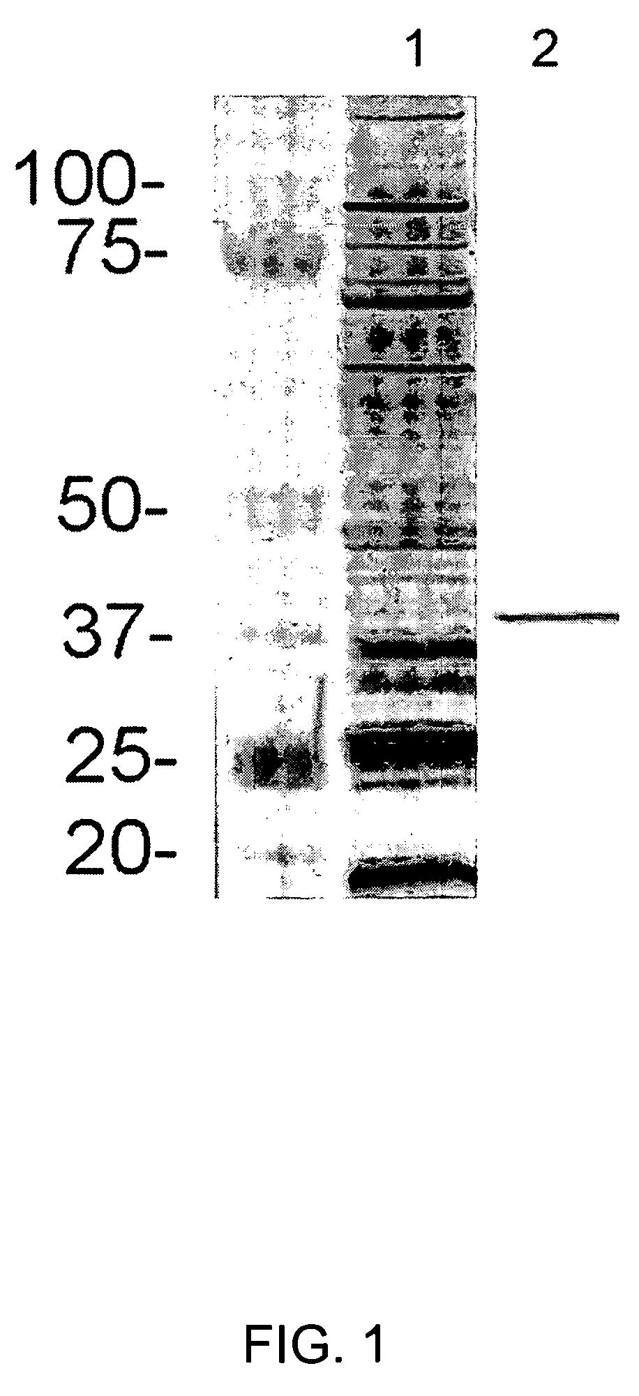 Immunoreactive 38-KDA ferric binding protein of ehrlichia canis and uses thereof