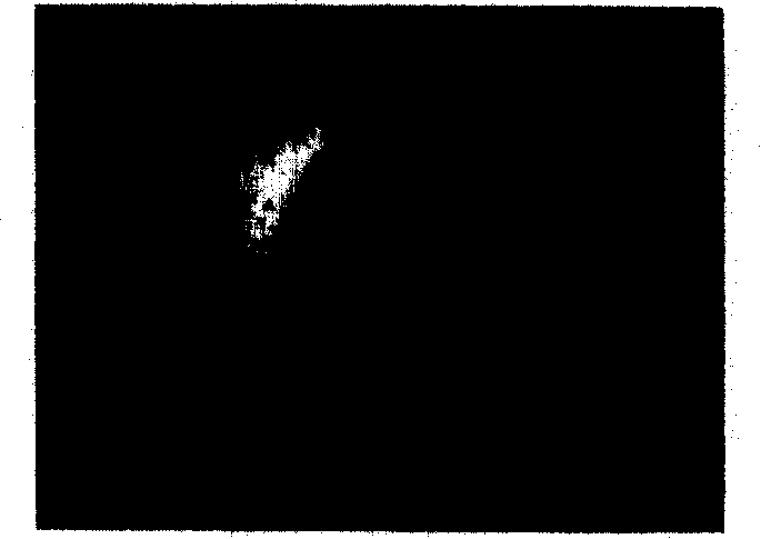 Method for measuring tree stem respiratory