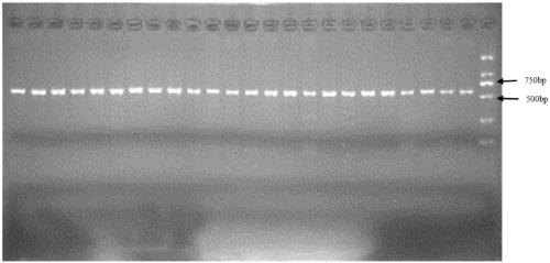 Primer pair for SNP marker related to content of intramuscular fat of Suhuai pig and application thereof