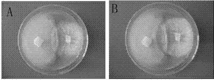 Method for enhancing soil waterflooding effect to control pepper phytophthora blight