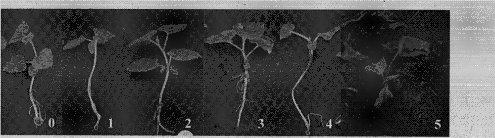 Molecular marker-assisted selection primer and method for wilt resistance and gynoecious line of cucumis melon