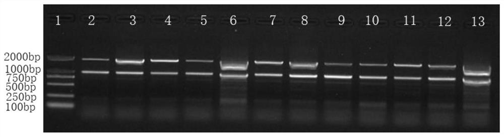 Specific primer pair for detecting anti-ALS inhibitor herbicide brome, kit and detection method and application