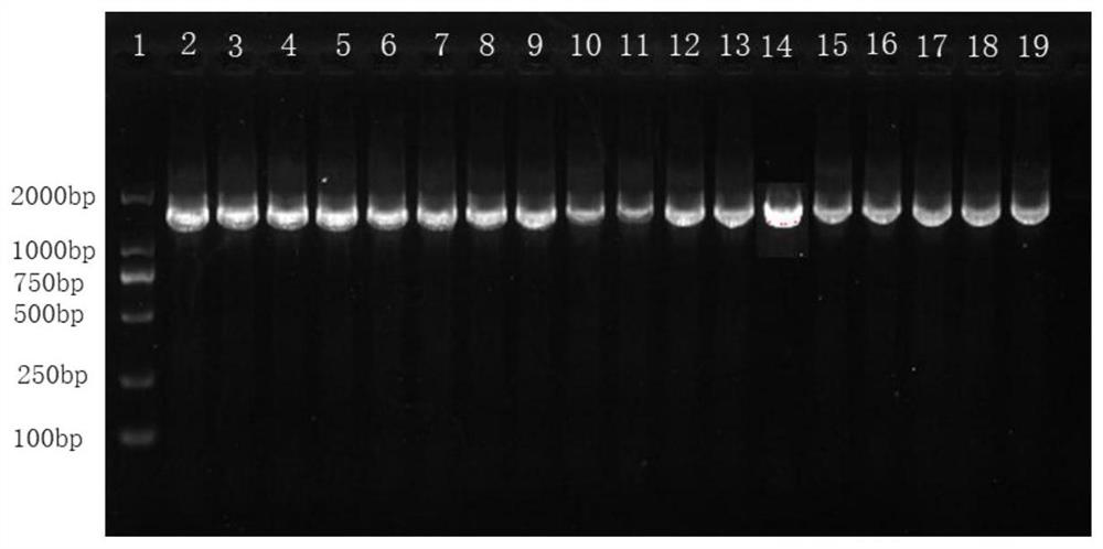 Specific primer pair for detecting anti-ALS inhibitor herbicide brome, kit and detection method and application