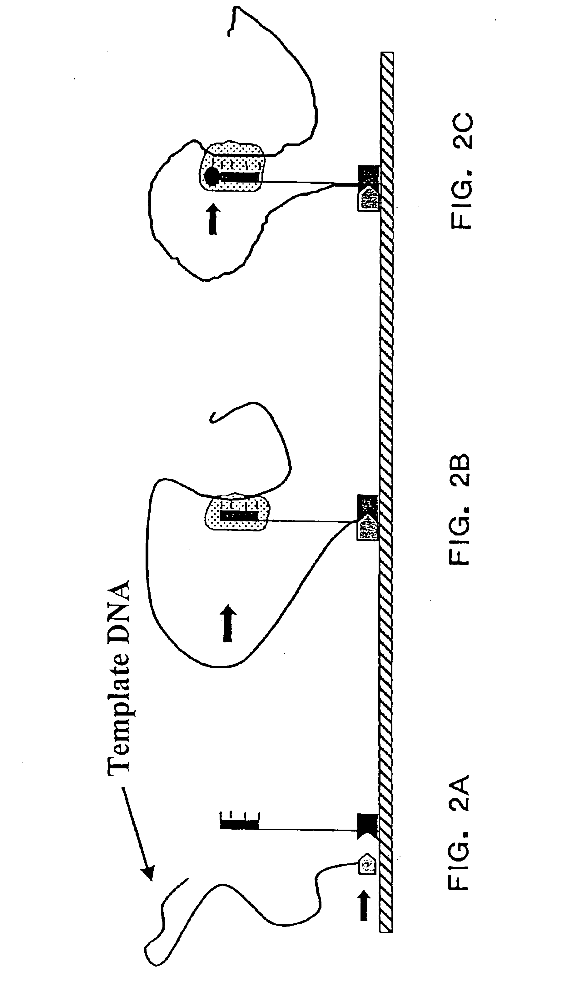 Polymerase signaling assay