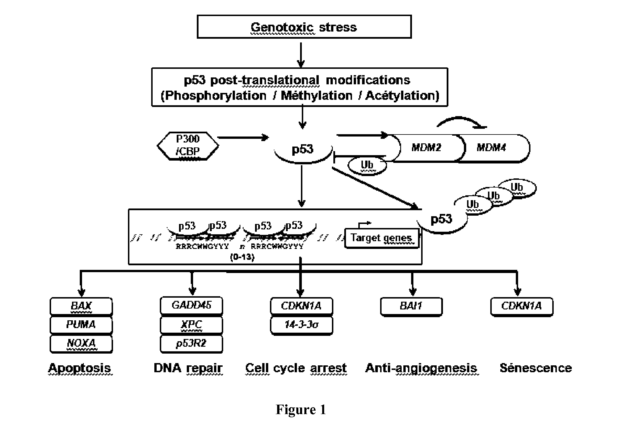 Methods and kits for testing the genotoxicity of an agent