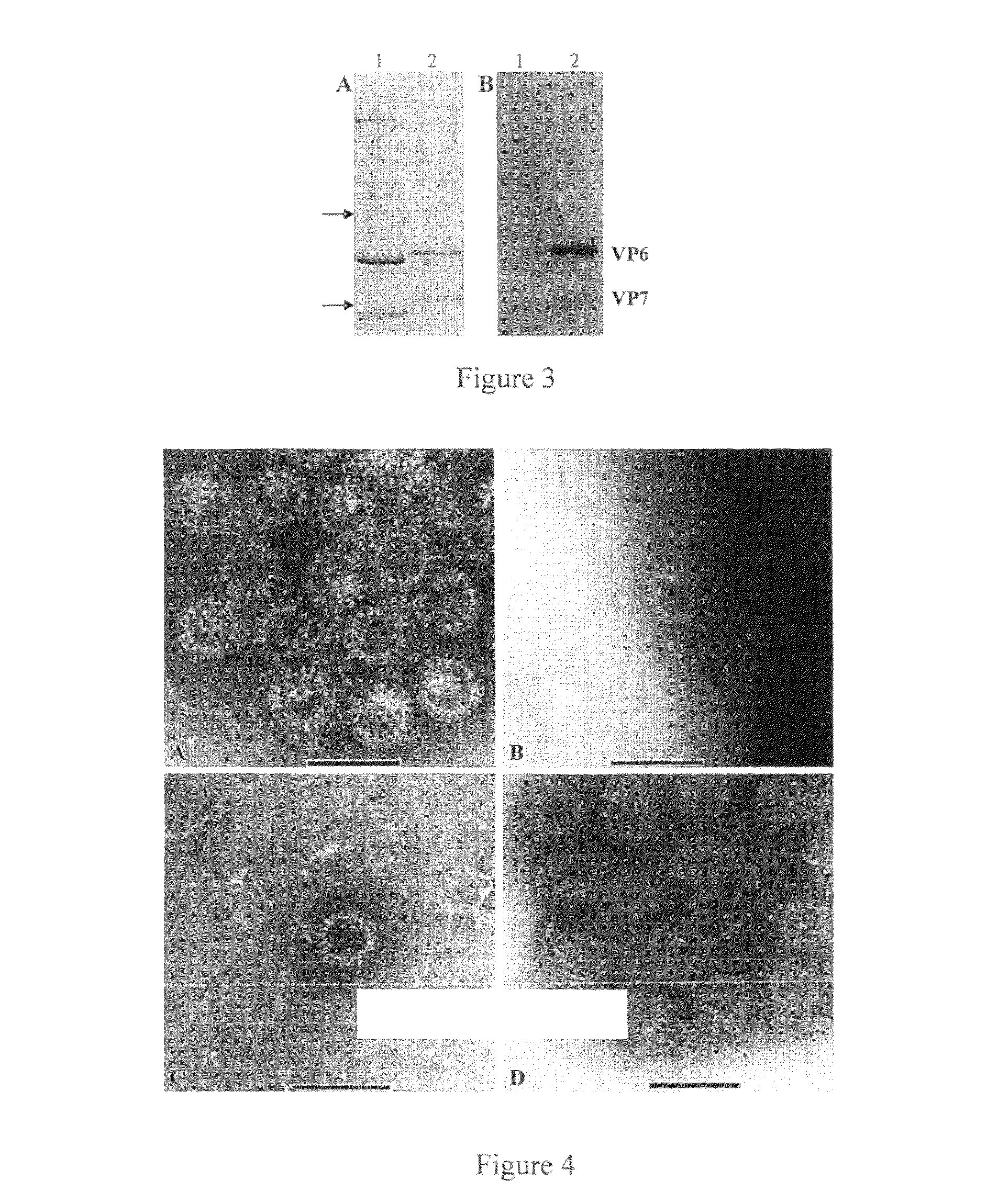 Expression and assembly of human group C rotavirus-like particles and uses thereof