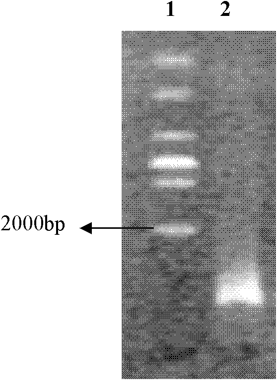 Method for extracting DNA (Deoxyribonucleic Acid) of total genome from zooplankter and intestinal inclusions thereof