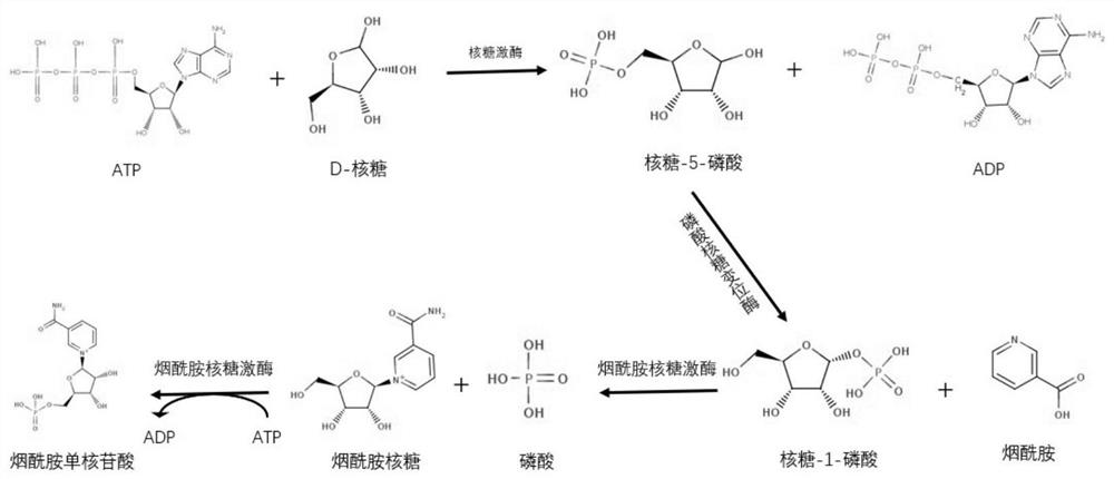Method for synthesizing nicotinamide mononucleotide based on enzyme method