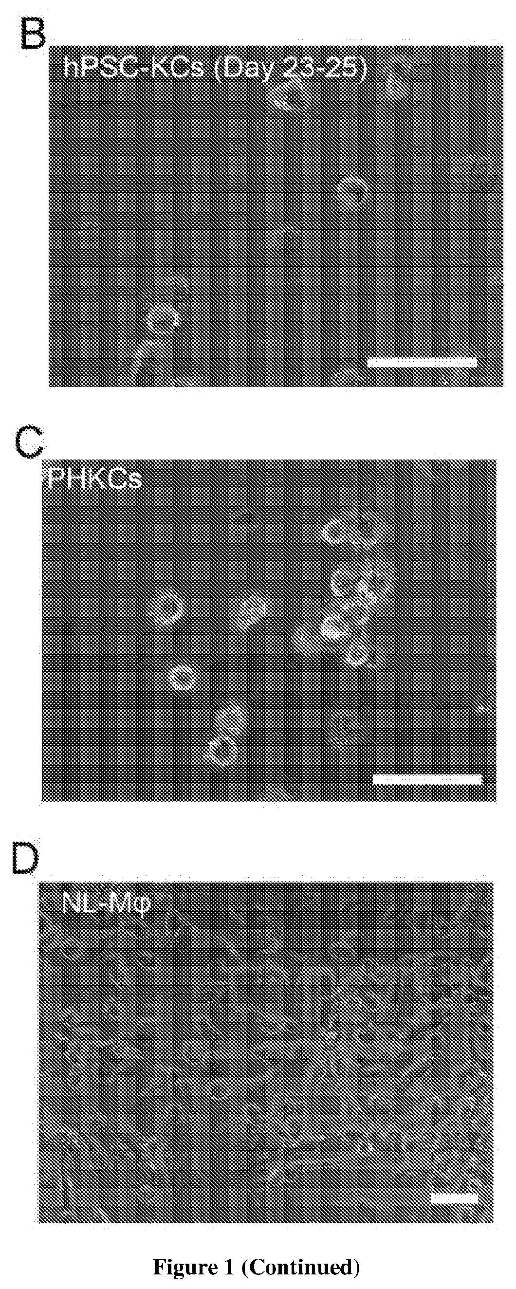 Methods of generating hepatic macrophages and uses thereof