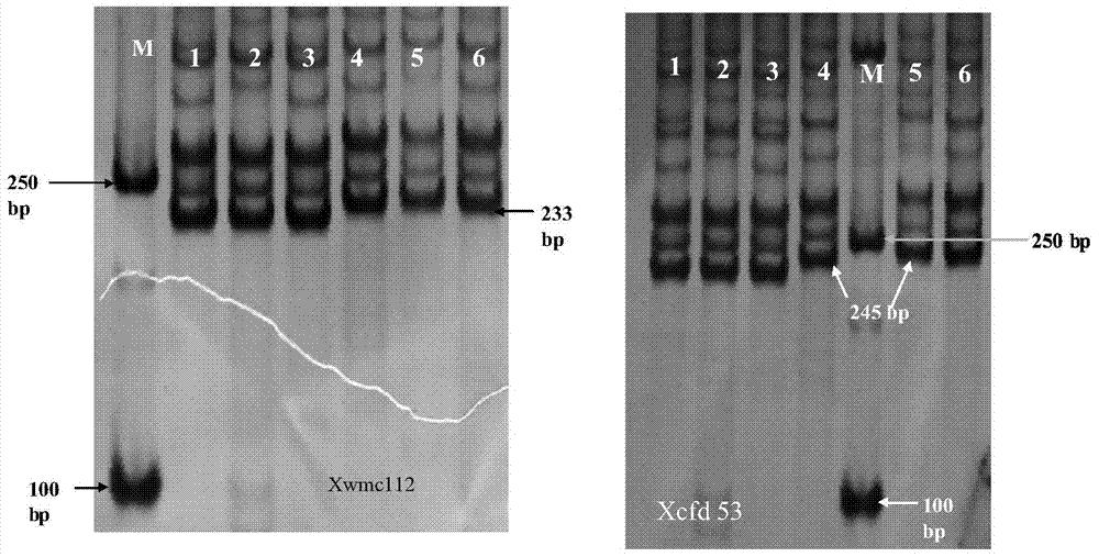 Detection primers for molecular markers in close linkage with major QTL of wheat ear length and application of detection primers