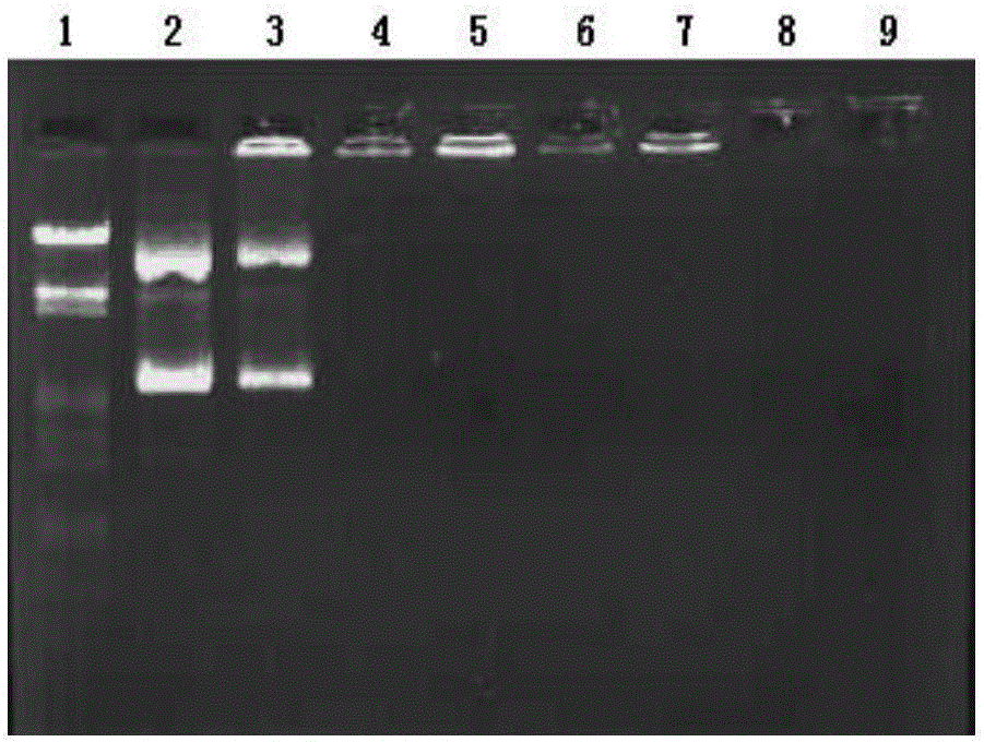 Drug liposome/p53 gene compound and preparation method and application thereof