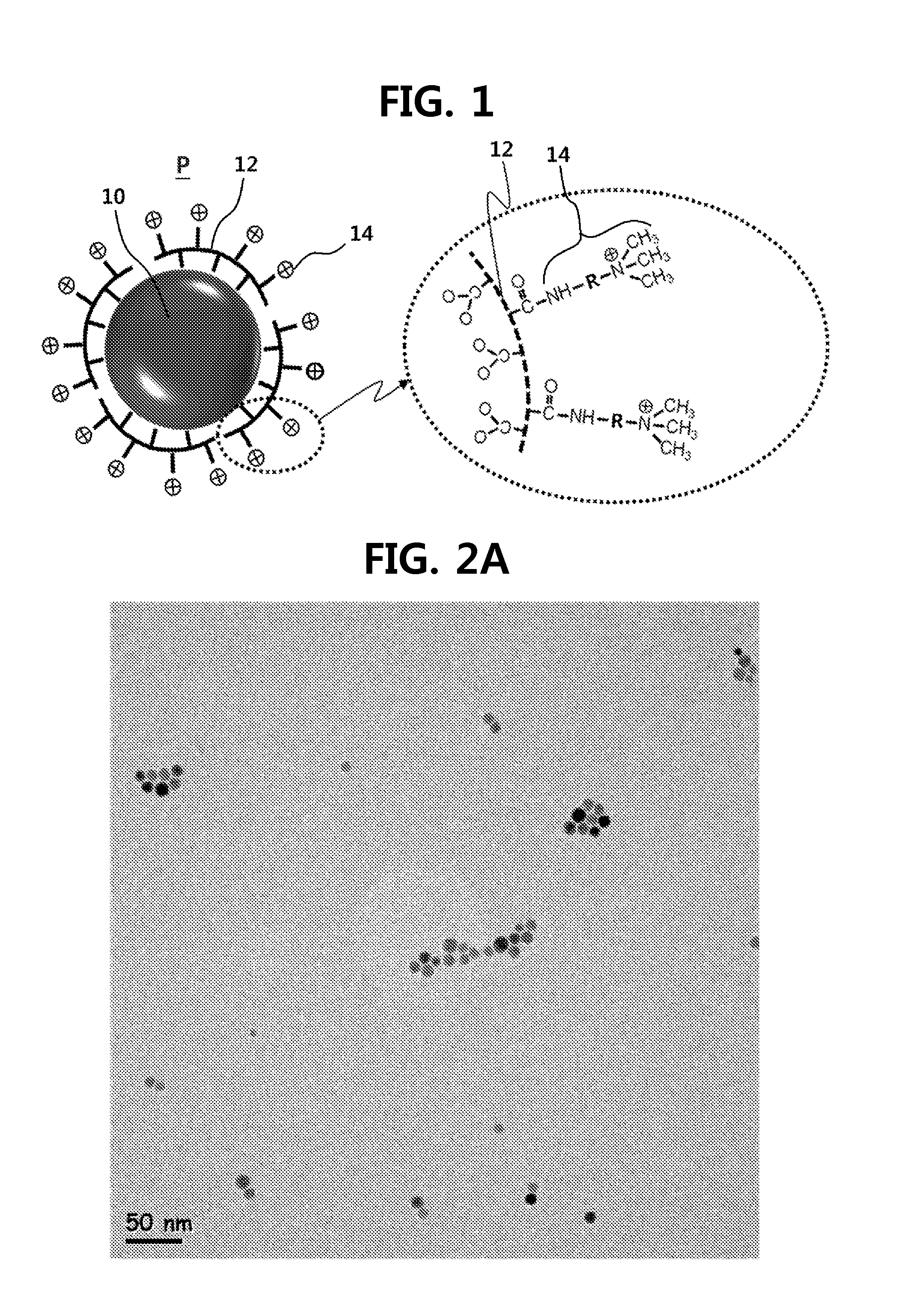 Positively-charged superparamagnetic iron oxide nanoparticle, contrast agent using the same and method of preparing the same