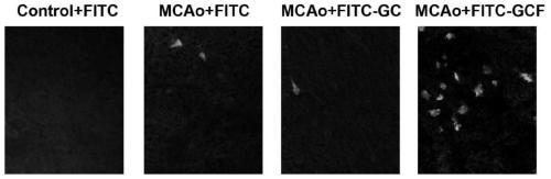 A kind of synthetic peptide containing glycine, l-cysteine, l-phenylalanine and its application