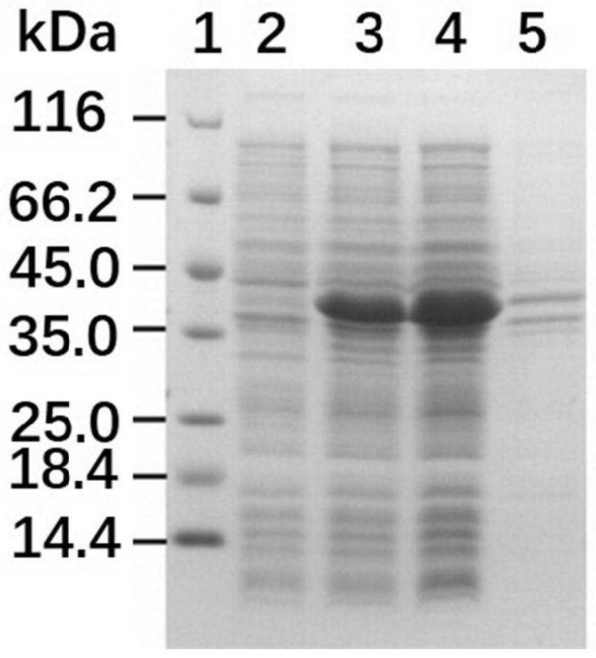 Monopterus albus growth prolactin antiserum as well as preparation method and application thereof