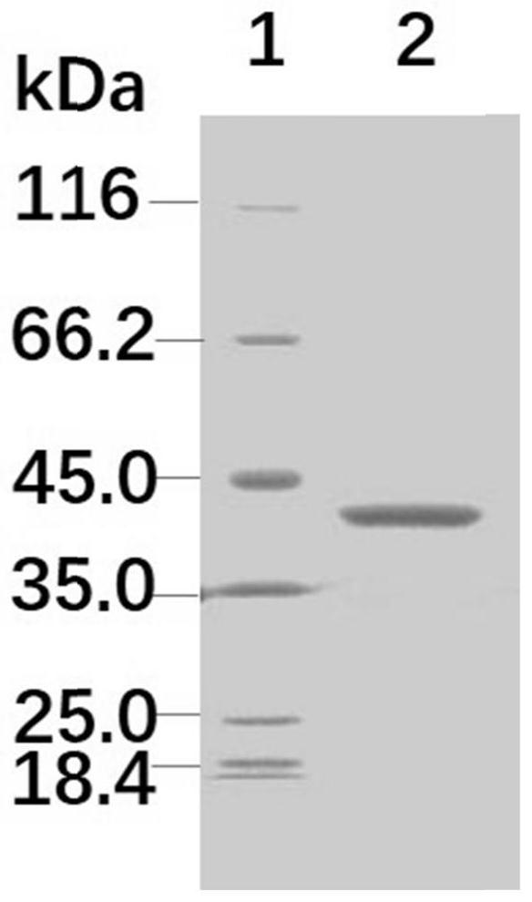 Monopterus albus growth prolactin antiserum as well as preparation method and application thereof