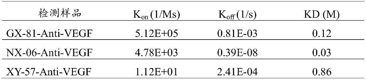 Antibody capable of efficiently and rapidly binding VEGF and application thereof