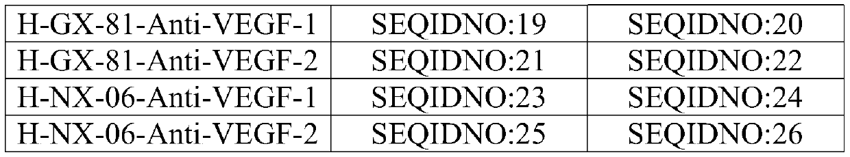 Antibody capable of efficiently and rapidly binding VEGF and application thereof