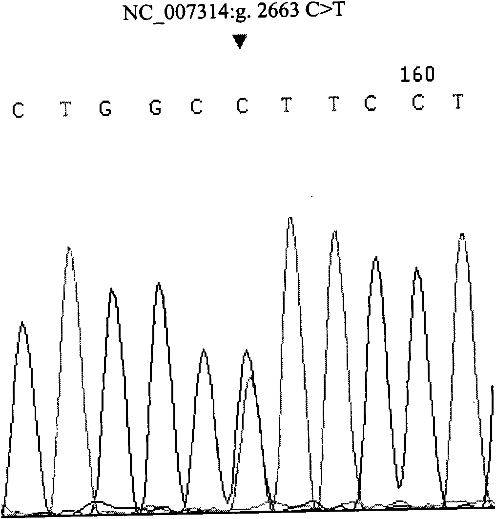 Method for detecting single nucleotide polymorphism of cattle TAS1R3 gene