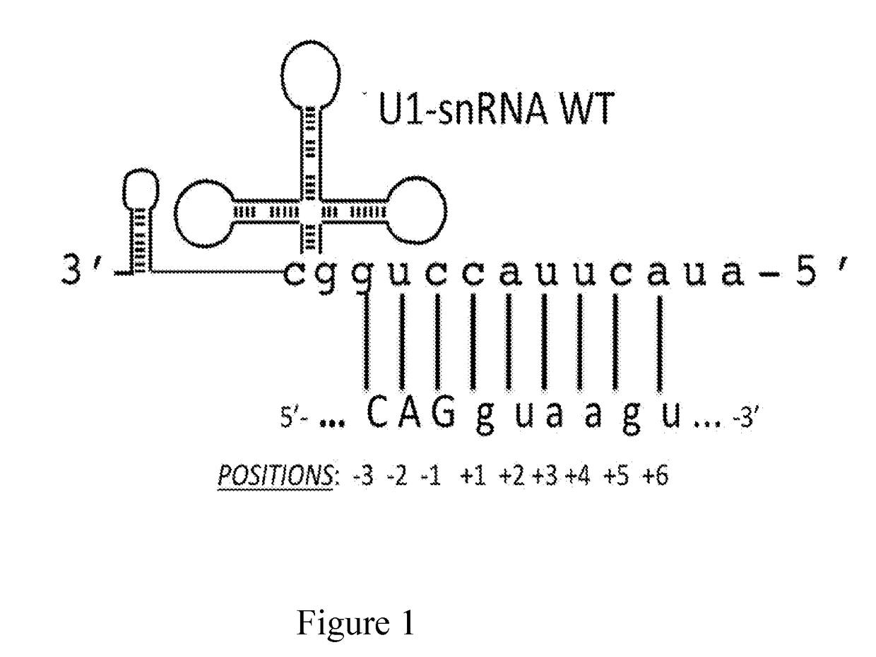 Modified human u1snrna molecule, a gene encoding for the modified human u1snrna molecule, an expression vector including the gene, and the use thereof in gene therapy of familial dysautonomia and spinal muscular atrophy