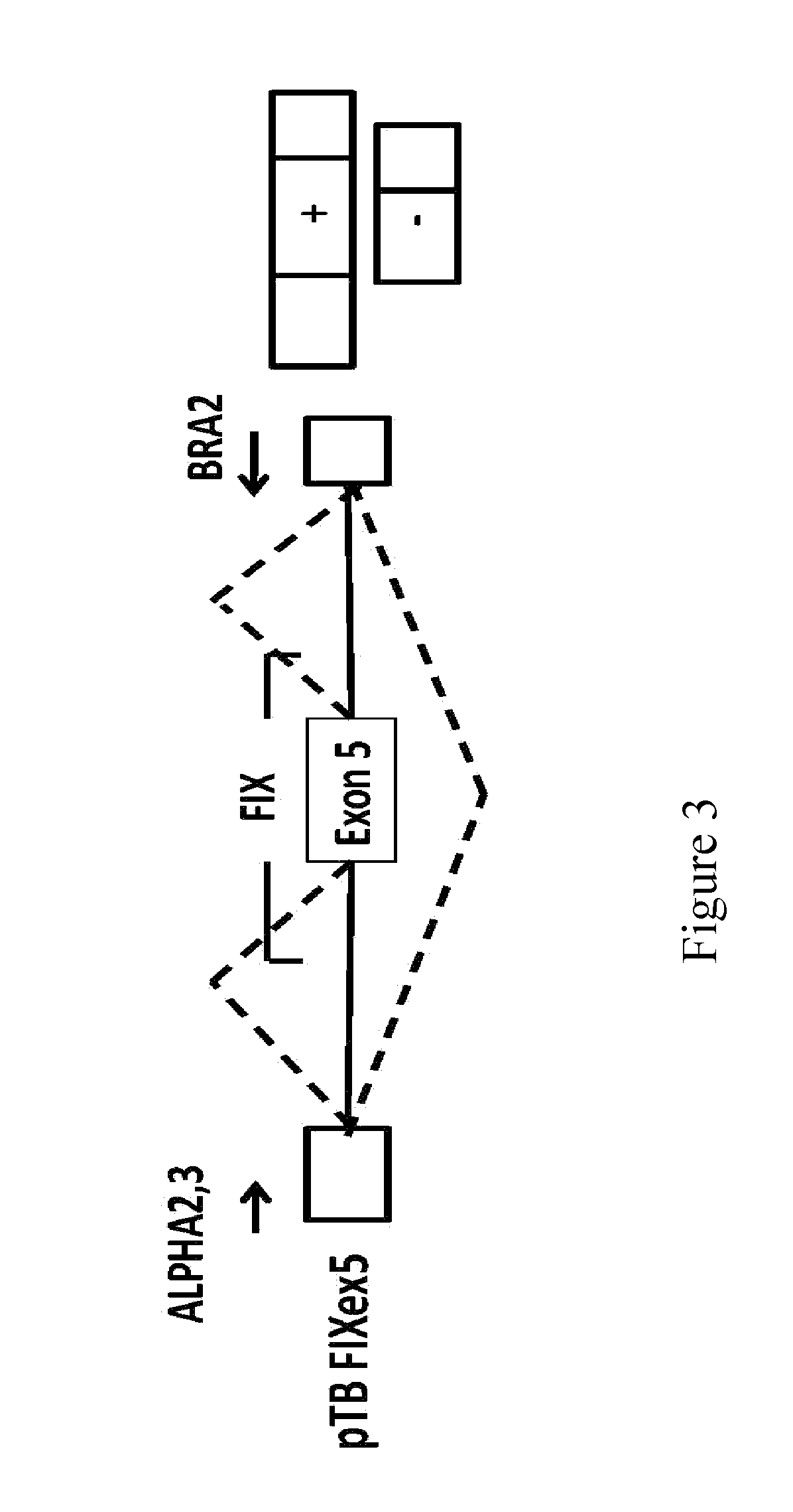 Modified human u1snrna molecule, a gene encoding for the modified human u1snrna molecule, an expression vector including the gene, and the use thereof in gene therapy of familial dysautonomia and spinal muscular atrophy