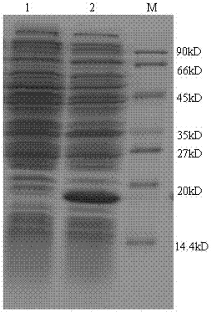 Alpha-interferon fusion protein preparation and application