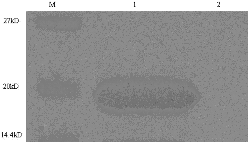 Alpha-interferon fusion protein preparation and application