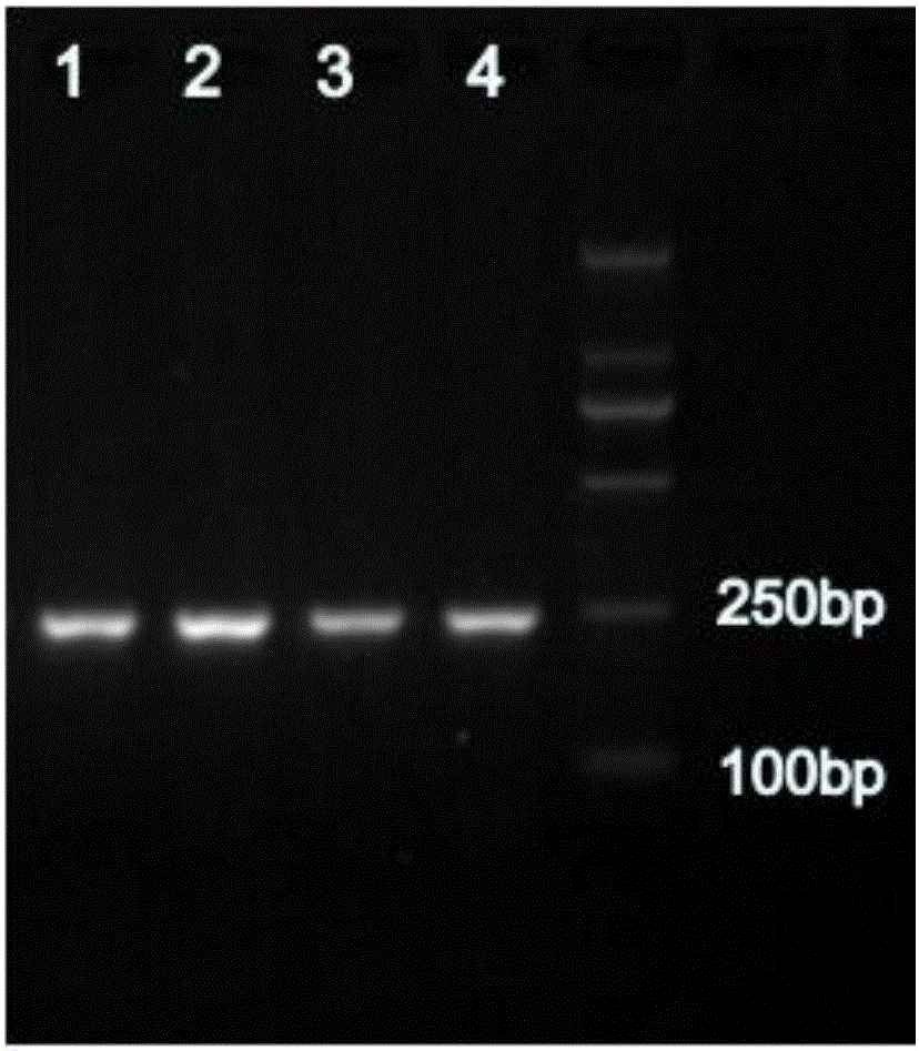 Molecular marker related to character of butter-fat content of milk goat and application thereof