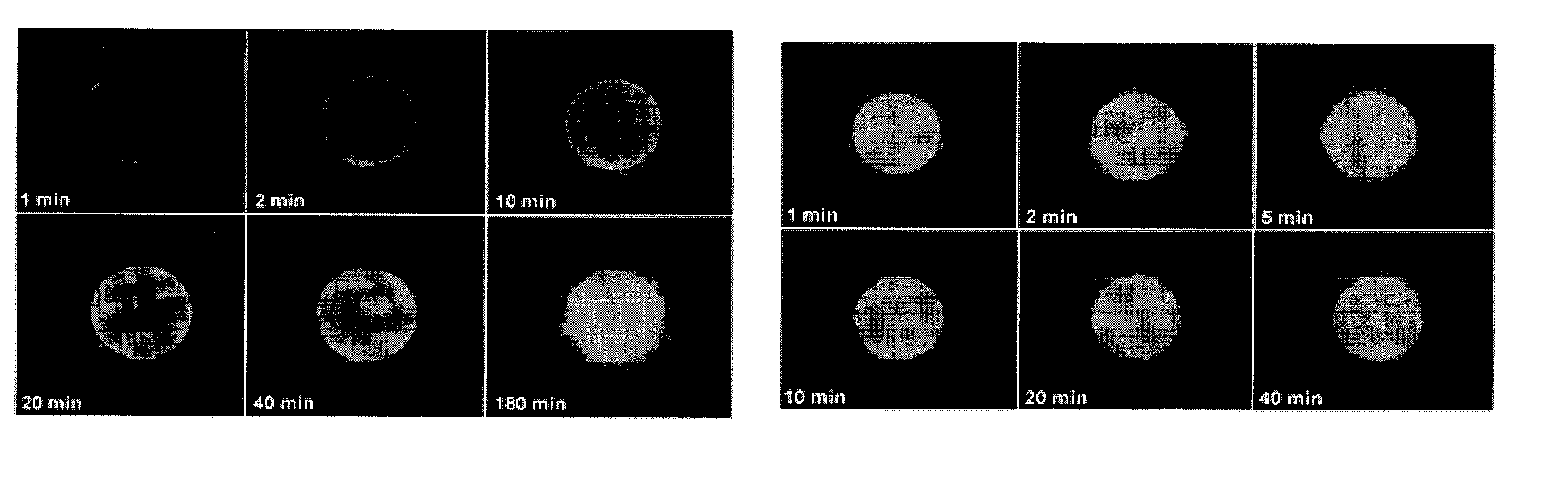 Porous materials embedded with nanospecies, methods of fabrication thereof, and methods of use thereof