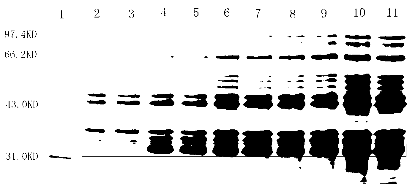 Method for preparing recombinant human nerve growth factor by using Escherichia coli expression system