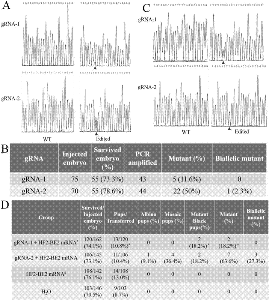 Set of base editing system based on suppurative streptococcus and application of set of basic group editing system in gene editing