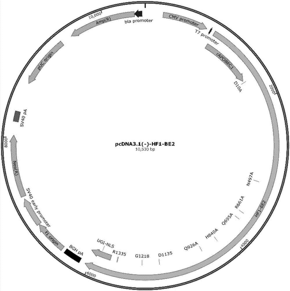 Set of base editing system based on suppurative streptococcus and application of set of basic group editing system in gene editing