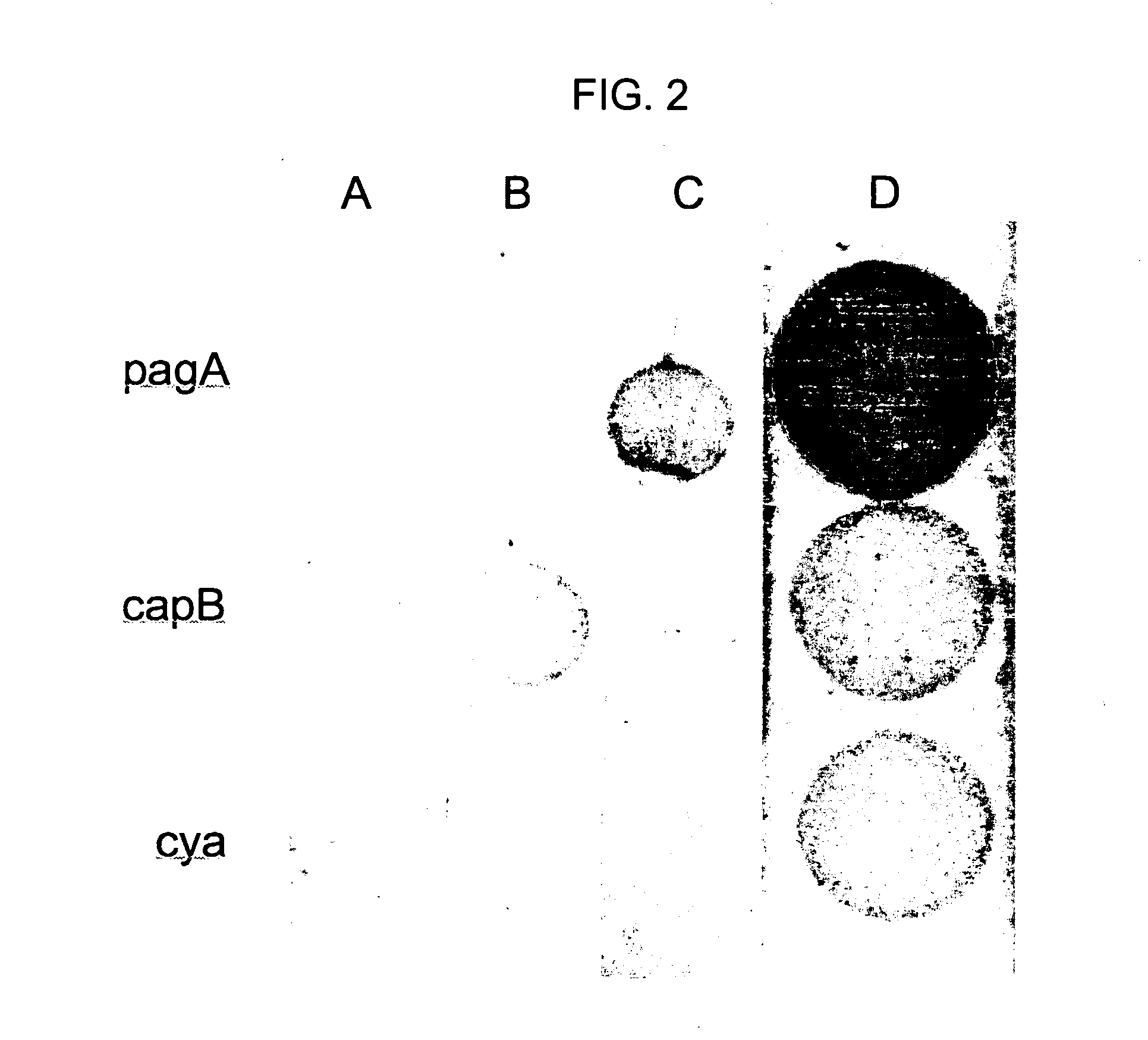 Miniaturized lateral flow device for rapid and sensitive detection of proteins or nucleic acids