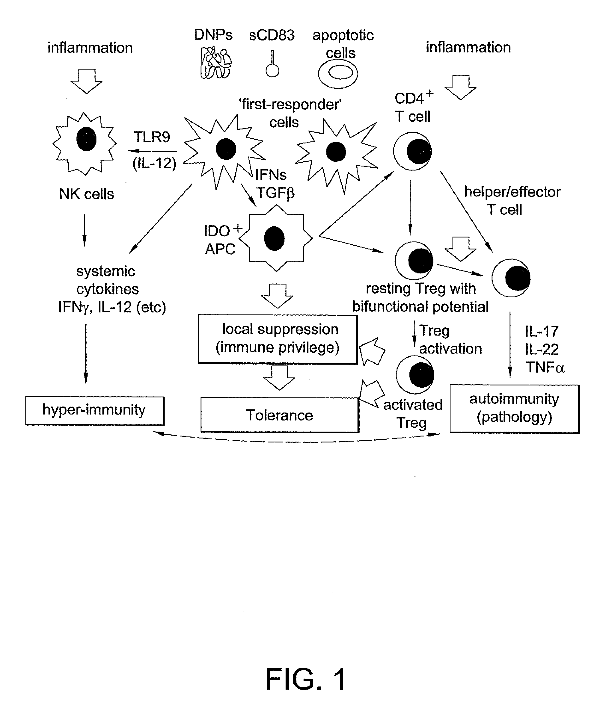 Methods of Promoting Immune Tolerance