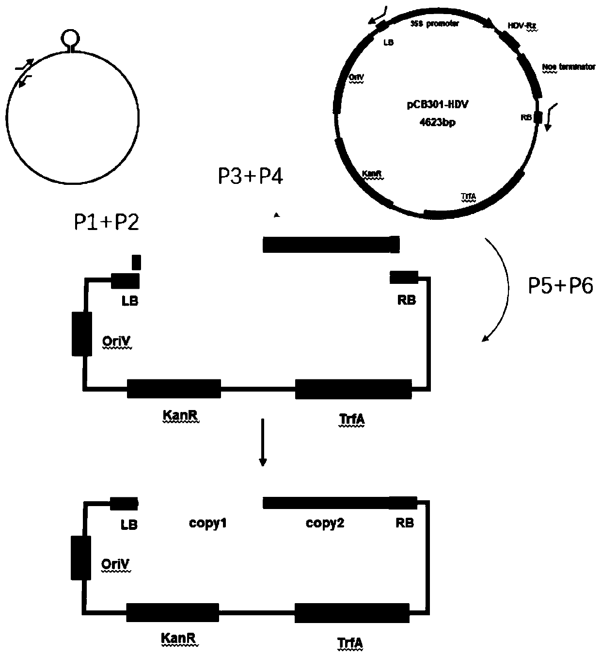Construction method of infectivity clones for black nightshade curtoviruses