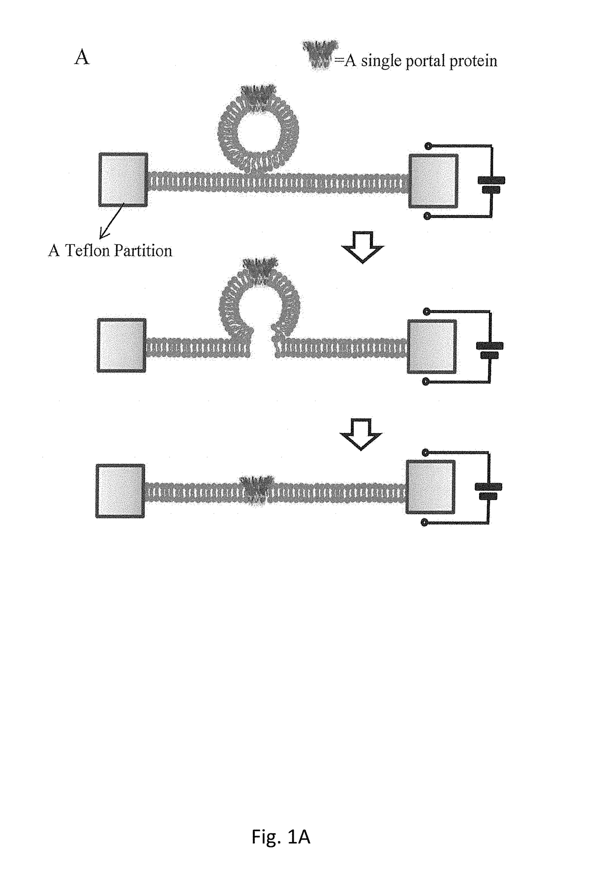 Proteoliposome and production method thereof