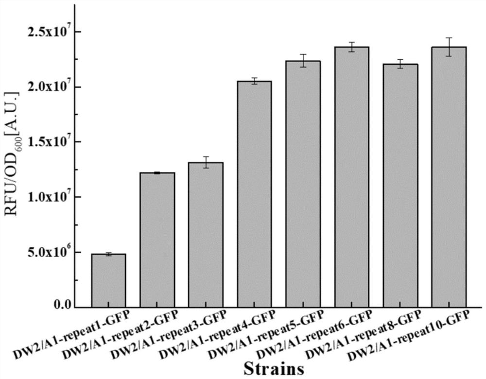 Sequence for increasing translation start sites of gram-positive bacteria and application of sequence in improving protein expression efficiency