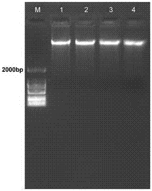 Chaotropic agent and method for extracting genomic DNA by using chaotropic agent