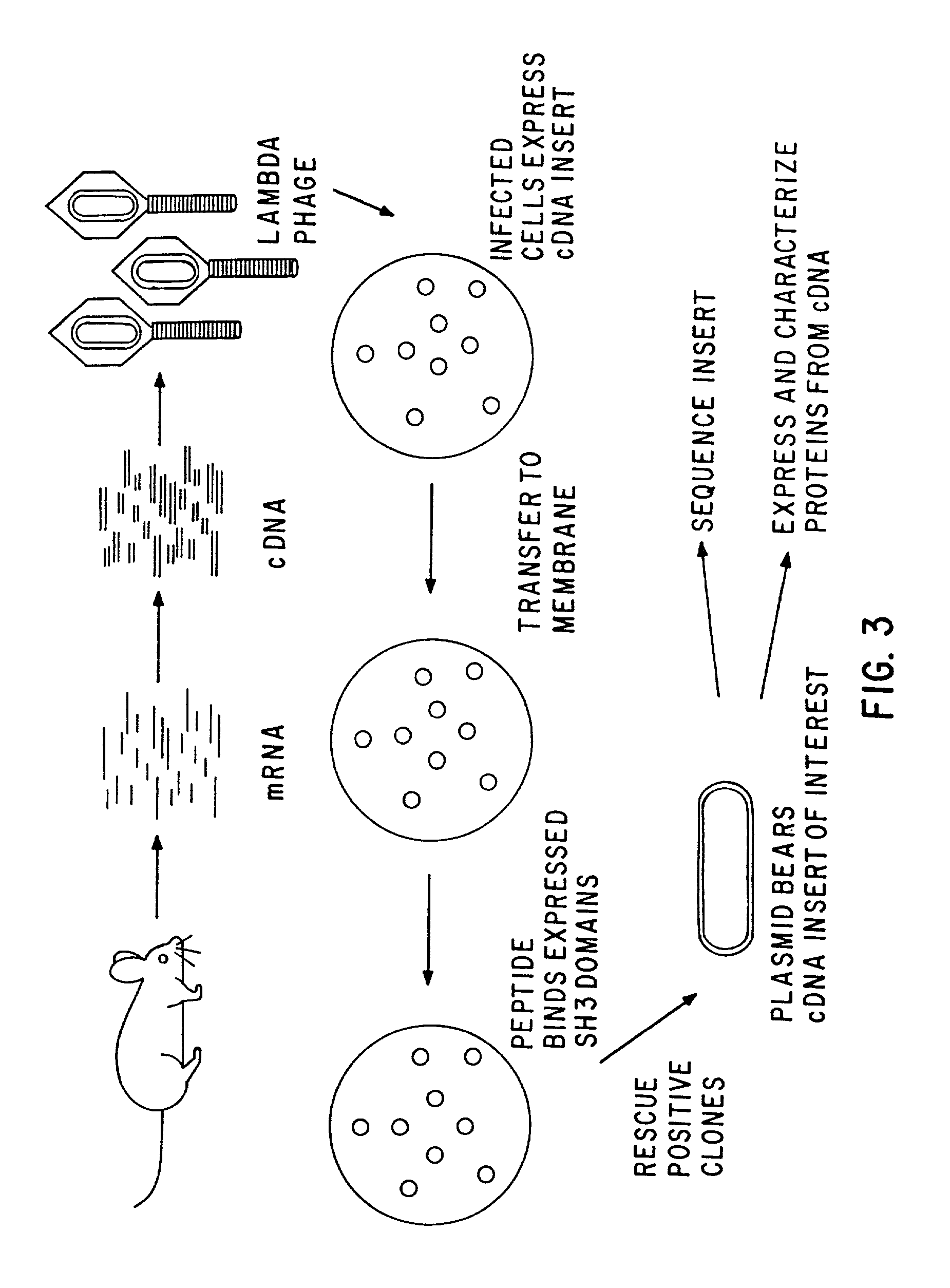 Polypeptides having a functional domain of interest and methods of identifying and using same