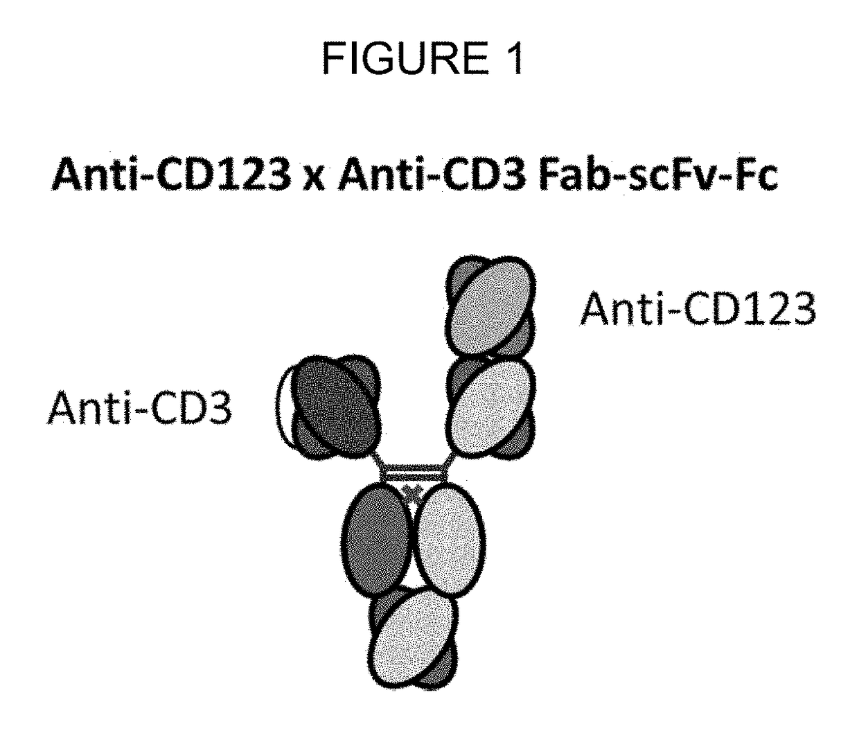 Bispecific antibodies that bind cd123 and cd3
