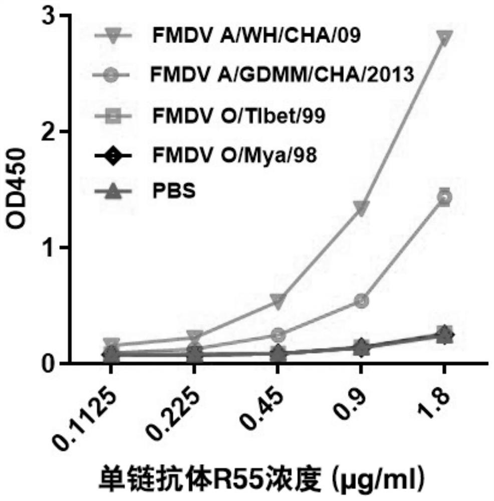 A kind of foot-and-mouth disease virus antibody, nucleic acid encoding it and application