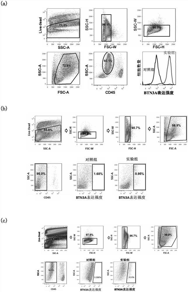 A target for tumor therapy and its application