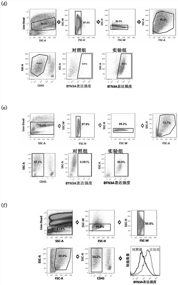 A target for tumor therapy and its application