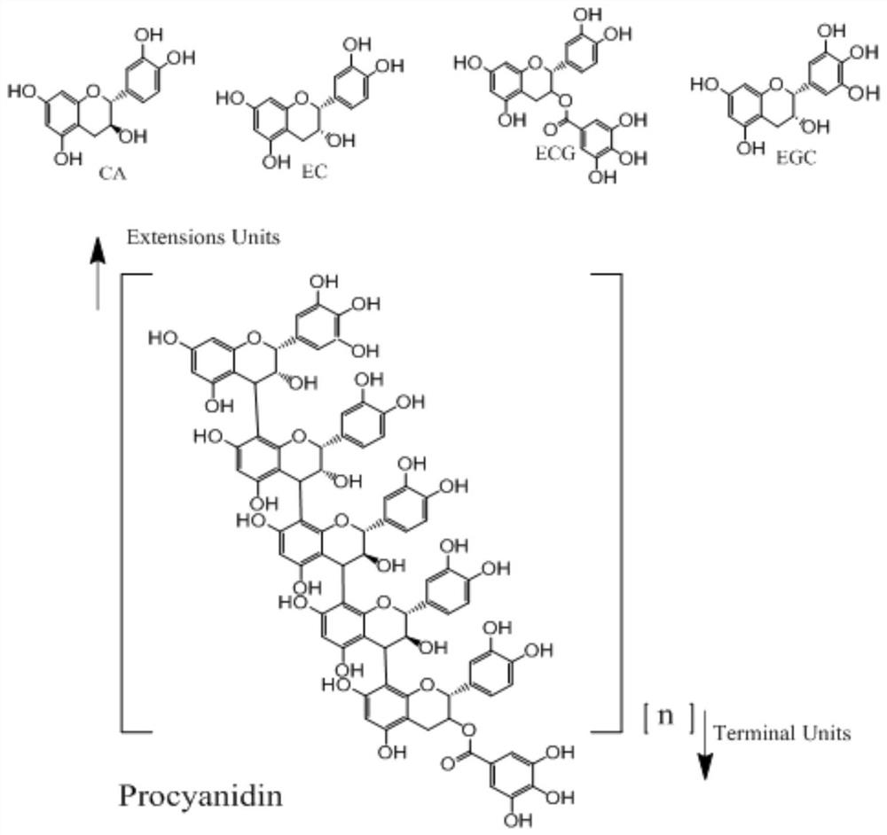 Application of lyase in preparation of oligomeric proanthocyanidins and method for preparing oligomeric proanthocyanidins through combination of steam explosion and lyase